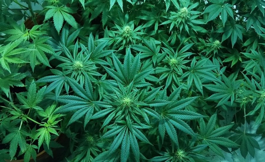 marijuana moment